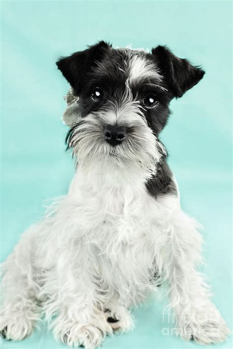 Here are some common merle coat variations and their characteristics Blue Merle Blue merle Schnauzers have a base coat color that ranges from a light silvery-gray to a dark bluish-gray. . Parti colored schnauzer